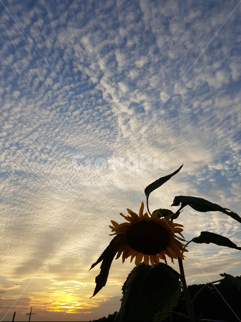 양떼구름,구름,하늘,해바라기,노을,자연,cloud,nature,sky
