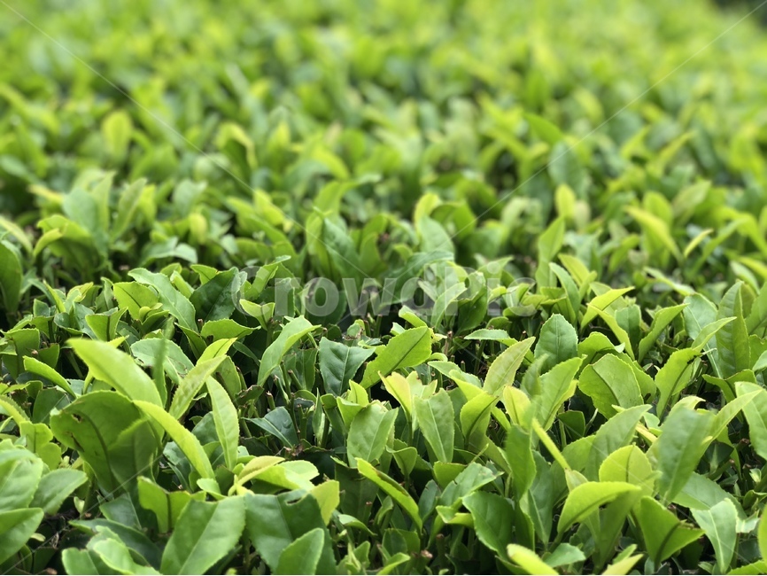 녹차,녹차잎,녹차밭,초록,식물,밭,greentea,잎,자연,nature,green,제주도,식물,자연,plants,nature