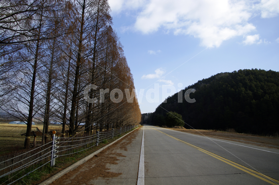 메타세콰이어,나무,가로수,겨울,하늘,자연,풍경,nature,landscape,road,도로,highway,고속도로,freeway,고속 도로,asphalt,아스팔트
