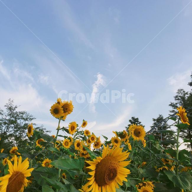 해바라기,여름,풍경,하늘,꽃