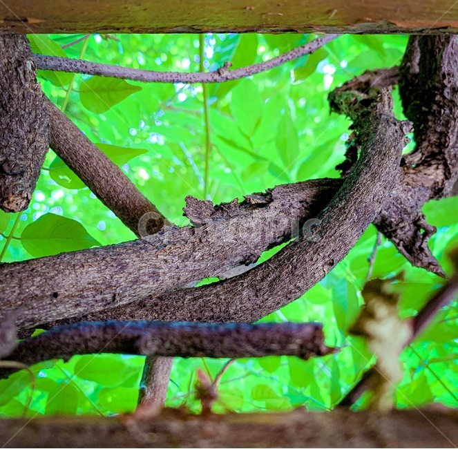 background,sight,rattan,correction,leaf,branch,Photo Frame