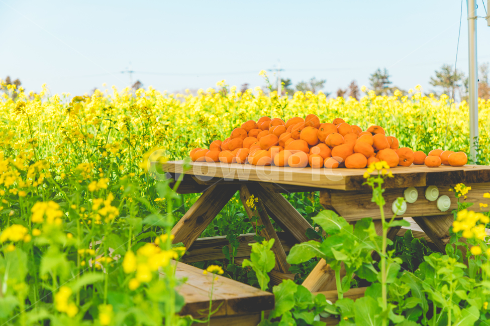 귤,유채꽃,봄,제주도,제주유채꽃,풍경,제주귤,봄,계절,spring,season,음식,식재료,요리,food,cook,meal,dishes,food reserves,과일,열매,fruit,plant,식물,citrus fruit,감귤류 과일