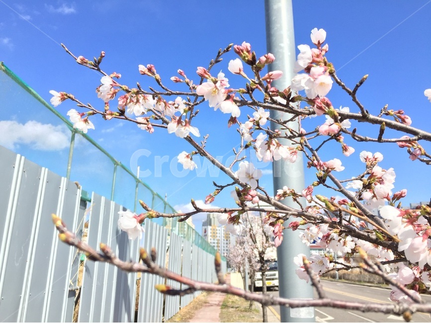 벚꽃,동네,아웃포커스,봄,맑음,날씨,봄,계절,spring,season,식물,자연,plants,nature,꽃,flower,plant,blossom