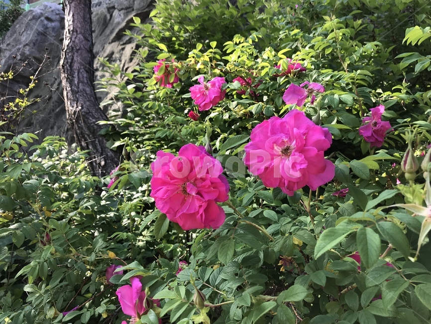 해당화,만개,개화,꽃,정원,붉은꽃