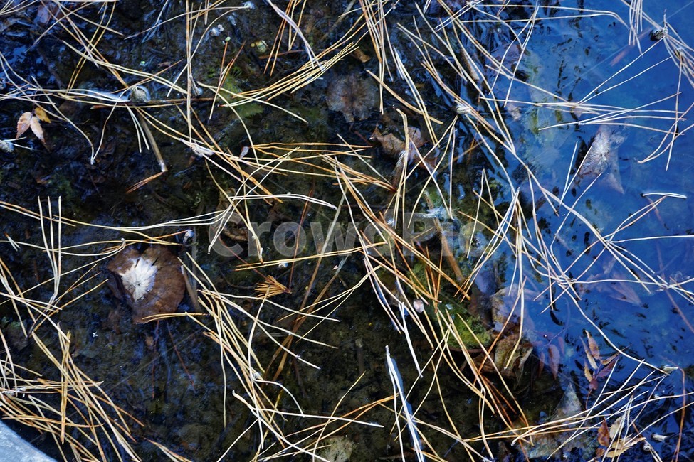 식물,얼음,겨울,추위,솔잎,자연,nature,식물,자연,plants,nature