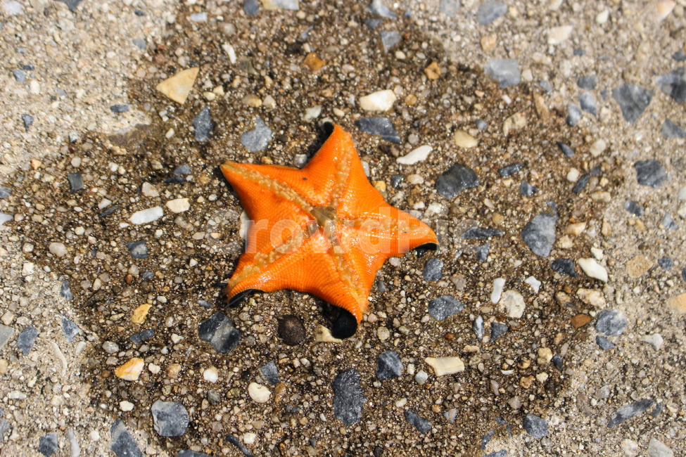 불가사리,바다,해변,강릉,starfish,해변,바다,beach,sea
