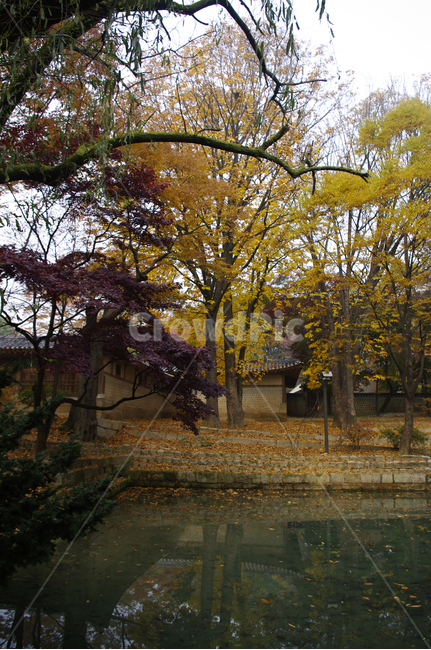 가을,fall,나무,식물,plant,단풍,잎,낙엽,연못,가을,계절,fall,autumn,season,자연,풍경,nature,landscape,한국자연풍경,한국자연경관,korea nature landscape,tree,tree trunk,나무 줄기