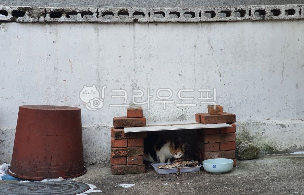 길고양이,생선,고양이,동물,빈티지,감성,cat