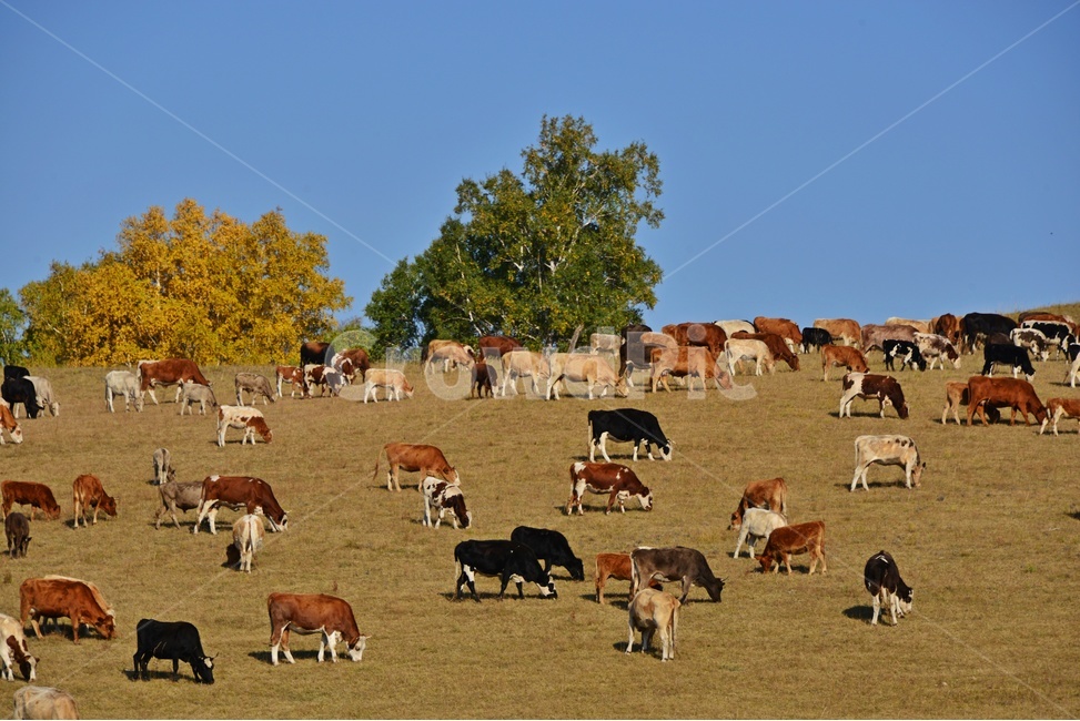 animal,동물,flock,대군,mammal,포유류,sheep,scenery,풍경,outdoors,옥외,nature,자연,landscape,경치,중국,몽고,패상,패상가을,소,소떼