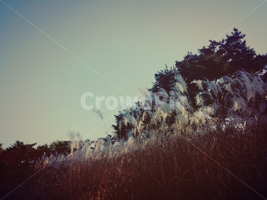 식물,plant,갈대,축제,노을,해질녁,감성사진,가을,가을,계절,fall,autumn,season,자연,풍경,nature,landscape,grass,잔디,lawn,reed