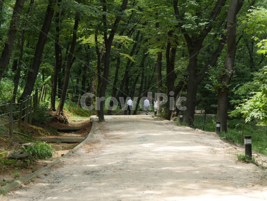 산책,나무,사람들,흙,그림자,빛,자연,풍경,nature,landscape,outdoors,옥외,garden,정원,arbour,정자,path,통로