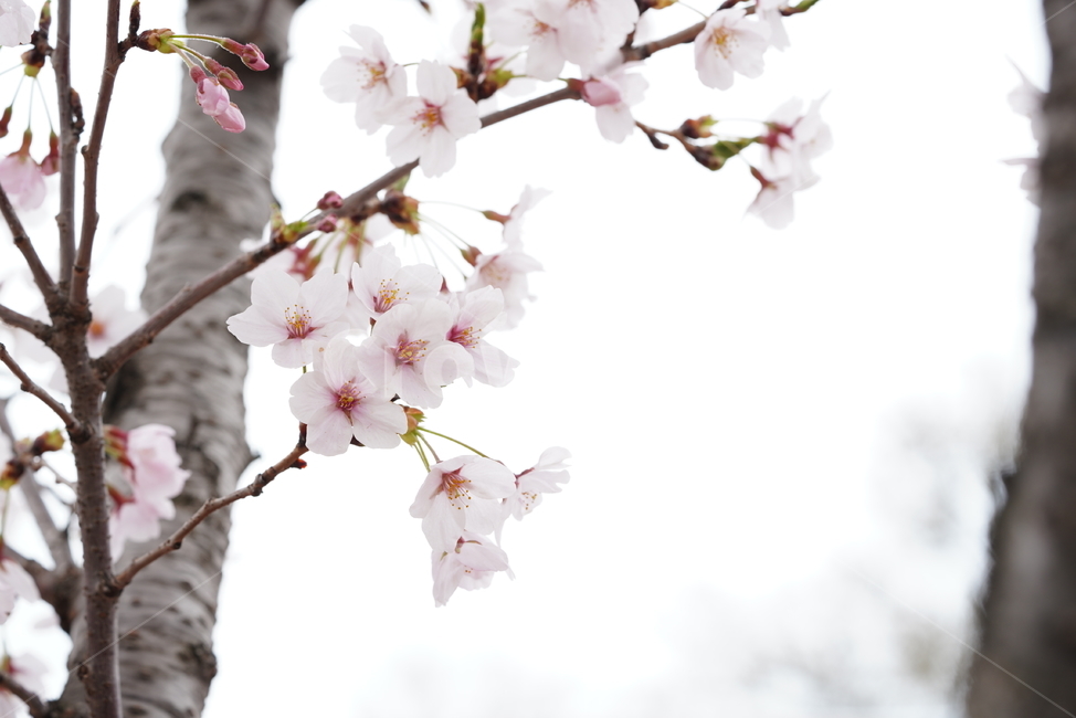 벚꽃,꽃,계절,봄,봄꽃,플라워,flower,날씨,화이트,흰색,하얀색,생명,생물,나무,느낌,감성,봄,계절,spring,season,식물,자연,plants,nature,꽃,flower,plant,blossom