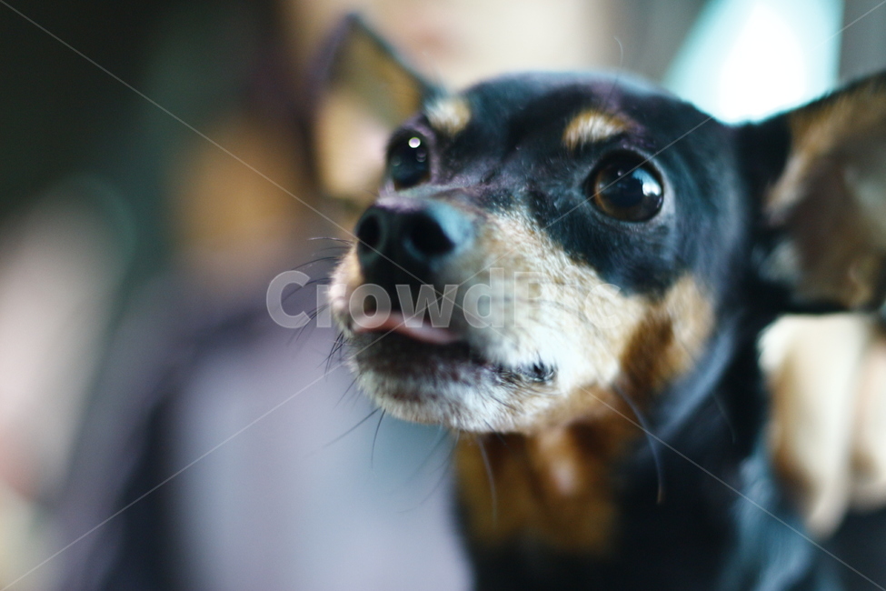 개,강아지,미니어처핀셔,애완견,miniaturepinscher,미니핀,dog,puppy,blackdog,동물,animal,포유류,mammal,개,강아지,dog,doggy
