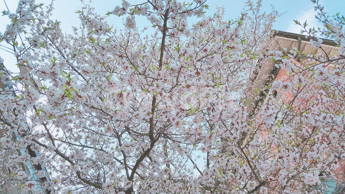 봄,벚꽃,건물,나무,하늘,봄,계절,spring,season,식물,자연,plants,nature,꽃,flower,plant,blossom,cherry blossom