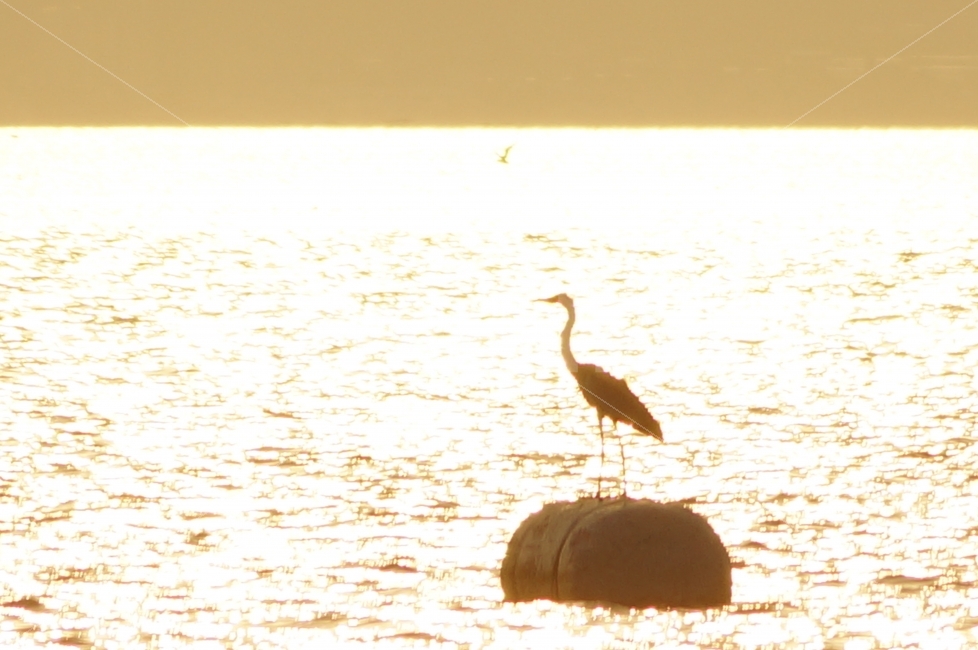저녁바다,새,햇살,바다,휴식,휴식,힐링,rest,relaxation,healing,동물,animal,조류,새,birds