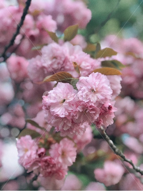 봄,벚꽃,겹벚꽃,향기,분홍,spring,cherryblossom,pink,flower,tree,꽃놀이,소풍,picnic