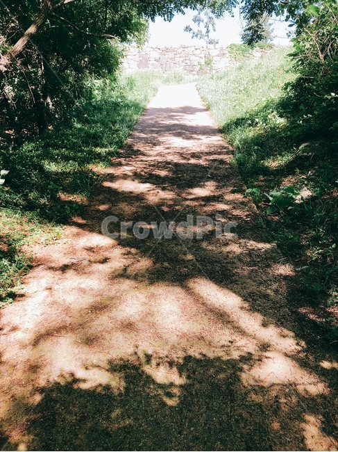오르막,햇빛,그림자,나무,그늘,자연,풍경,nature,landscape,ground,바닥,path,통로,outdoors,옥외
