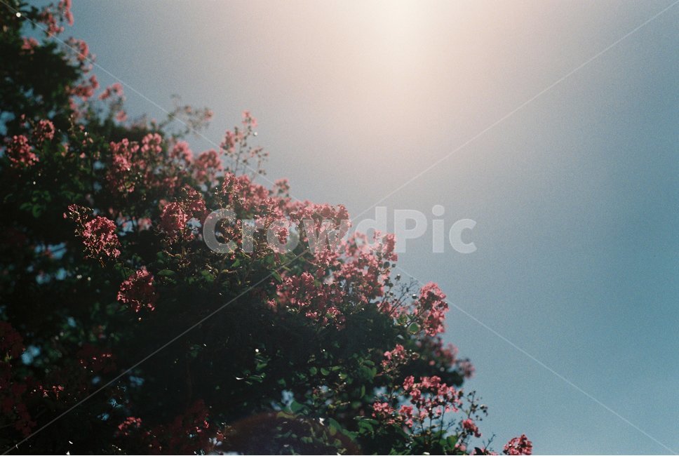 꽃,자연,햇빛,필름사진,풍경,감성사진,filmphotograpy,flower,sunshine,nature,식물,자연,plants,nature,꽃,flower,감성,sensible,feeling