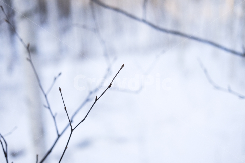 나뭇가지,감성,겨울,쓸씀함,나무,겨울,계절,winter,season,식물,자연,plants,nature
