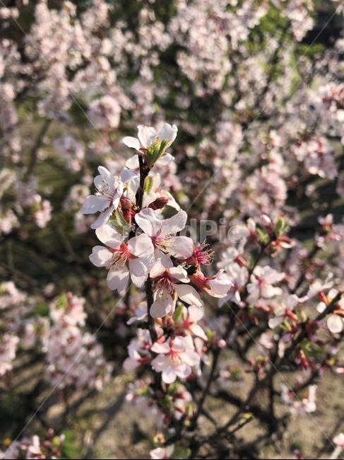 꽃,식물,자연,아름다운,flower,nature,colorful,plant,봄꽃,연분홍,핑크,pink