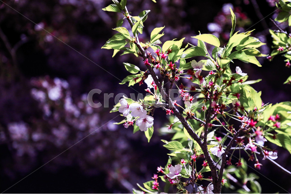 blossom,꽃,벚꽃,flower,cherryblossoms,밤,plant,식물,봄,spring,나무,나뭇잎