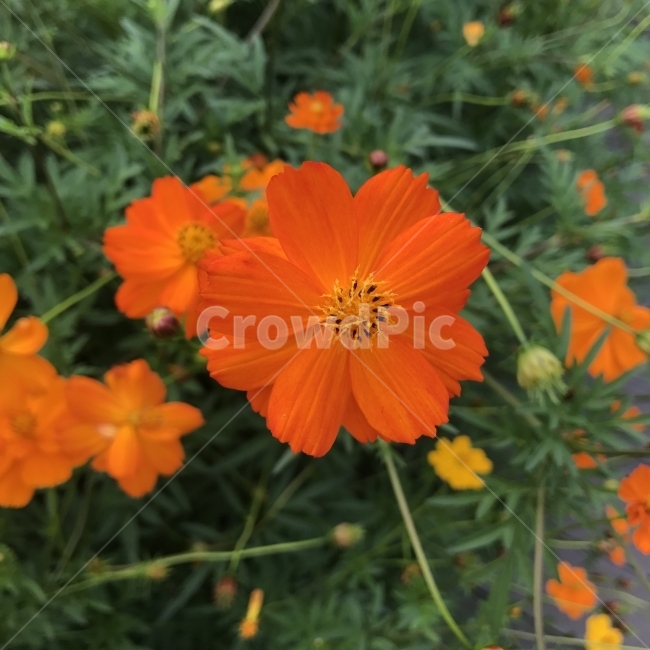 코스모스,노란코스모스,주황코스모스,황화코스모스,OrangeCosmos,sulfurcosmos,YellowCosmos,멕시코꽃,국화과,한해살이풀,추영,약재,약용,들꽃,식물,노란꽃,꽃,Flower,가을,계절,fall,autumn,season,식물,자연,plants,nature,꽃,flower,plant,petal,꽃잎,blossom