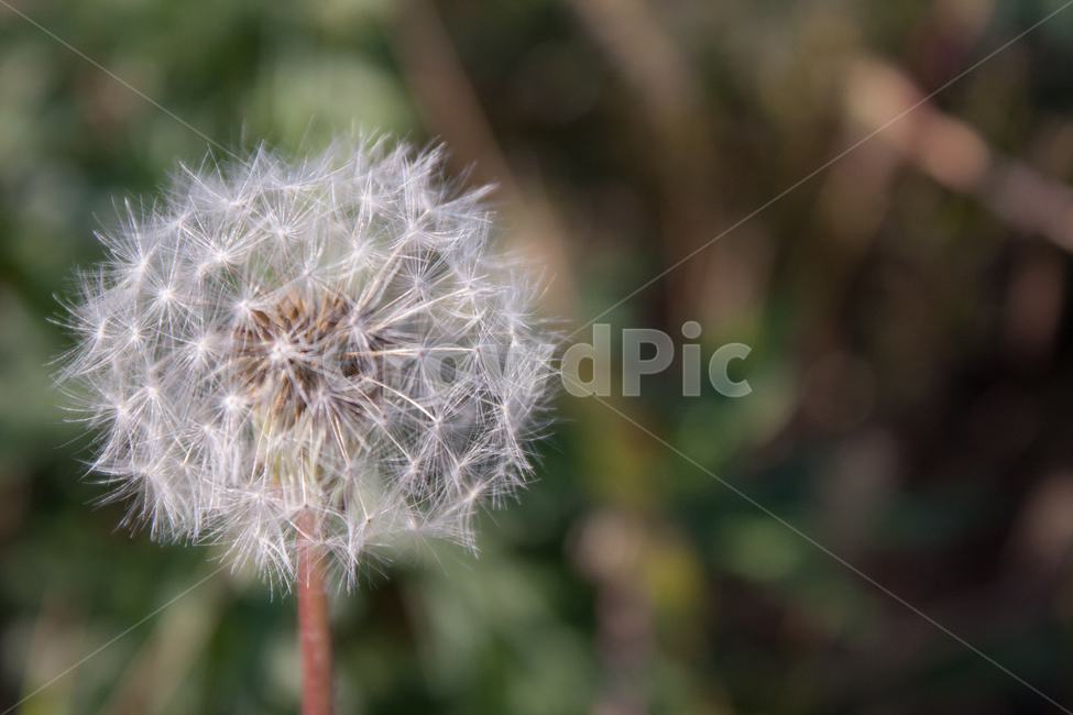 민들레,봄,꽃,씨,하얀색,초록색,씨앗,아웃포커스,빛,자연,plants,nature,flower,홀씨,민들레홀씨