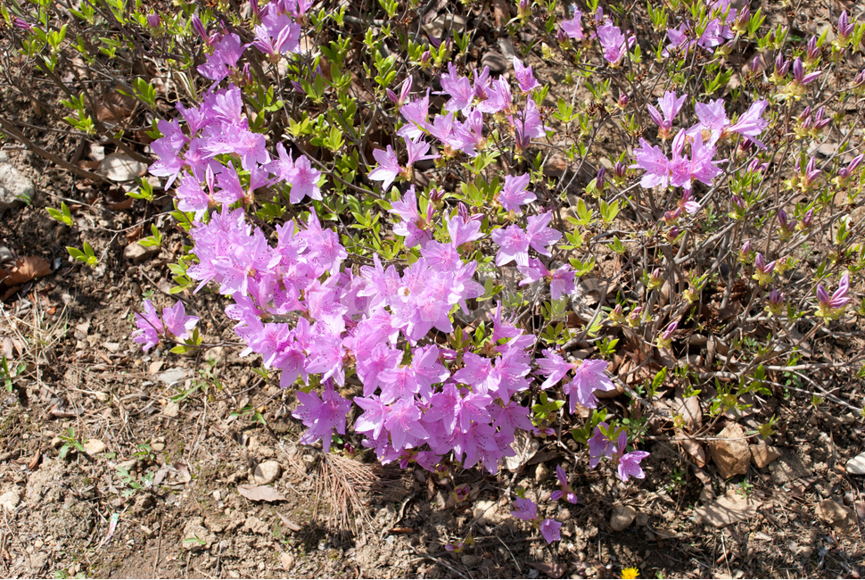 진달래,철쭉,봄,꽃,생화,공원,식물,조경,핑크,분홍,spring,season,flowe,만개,만발,자연,향기,영산홍,연산홍,보라,아름다운,화사한,Azalea,봄,계절,spring,season,식물,자연,plants,nature,꽃,flower,geranium,제라늄,blossom,plant