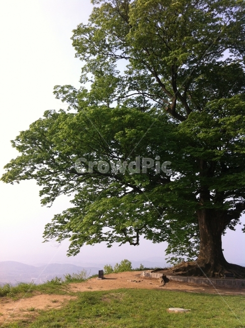King Sejong the Great,sky,King Sejong filming location,King Sejong,Seongheungsanseong Fortress,zelkova tree,top,old tree,tree,love tree