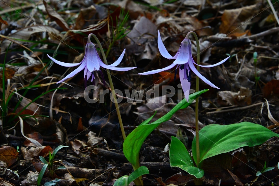 plant,식물,blossom,flower,꽃,야생화,봄꽃,얼레지,얼레지꽃,보라색,보라색꽃,식물,자연,plants,nature,꽃,flower
