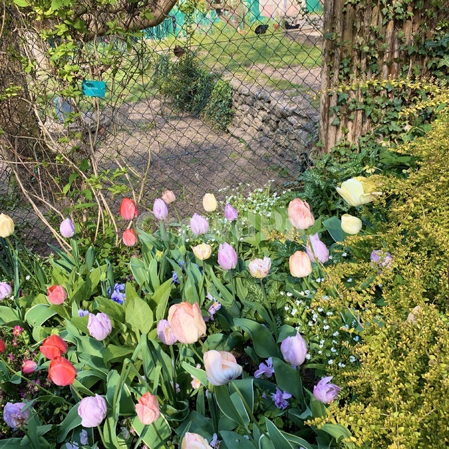 outdoors,옥외,garden,정원,flower,꽃밭,plant,식물