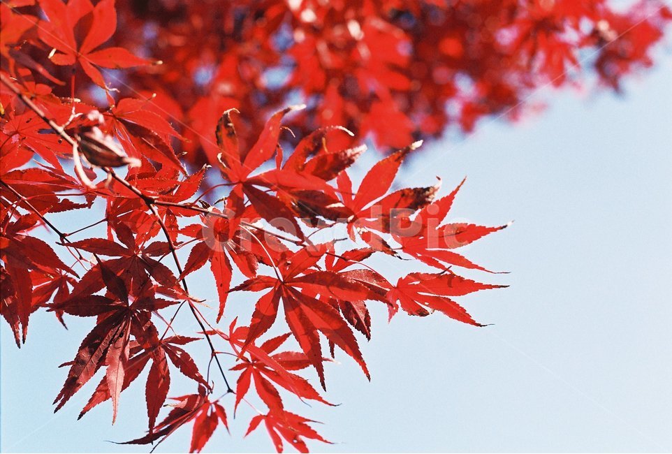 단풍,가을,단풍나무,단풍잎,하늘,가을하늘,붉은잎,붉은색,빨간색,빨강,tree,fall,maple,가을,계절,fall,autumn,season,식물,자연,plants,nature,감성,sensible,feeling,leaf,잎,plant,나무