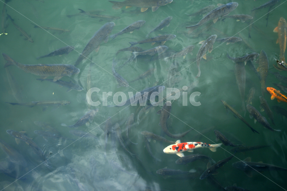 물고기,잉어,호수,여름,물결,공원,동물,animal,어류,물고기,fish