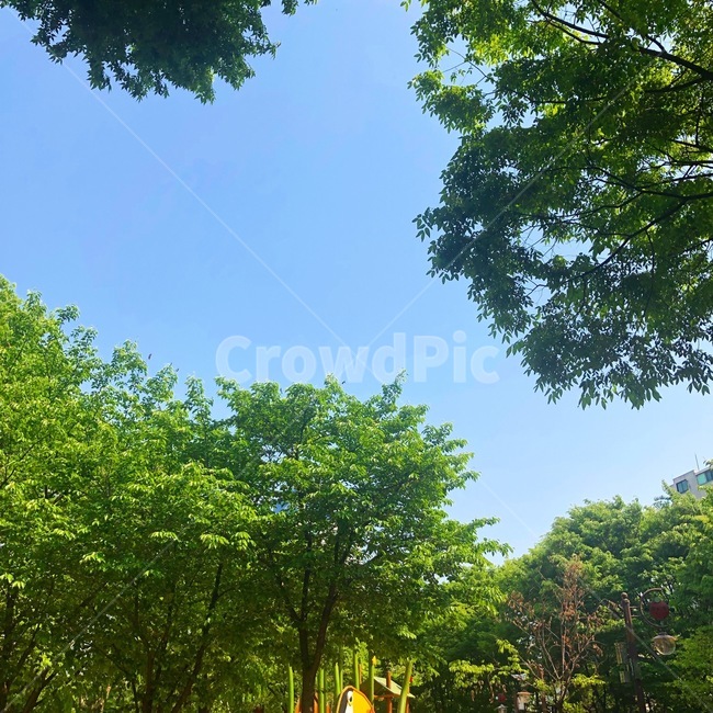 하늘,나무,식물,tree,plant,파랑,sky,여름,나무,trees,wood