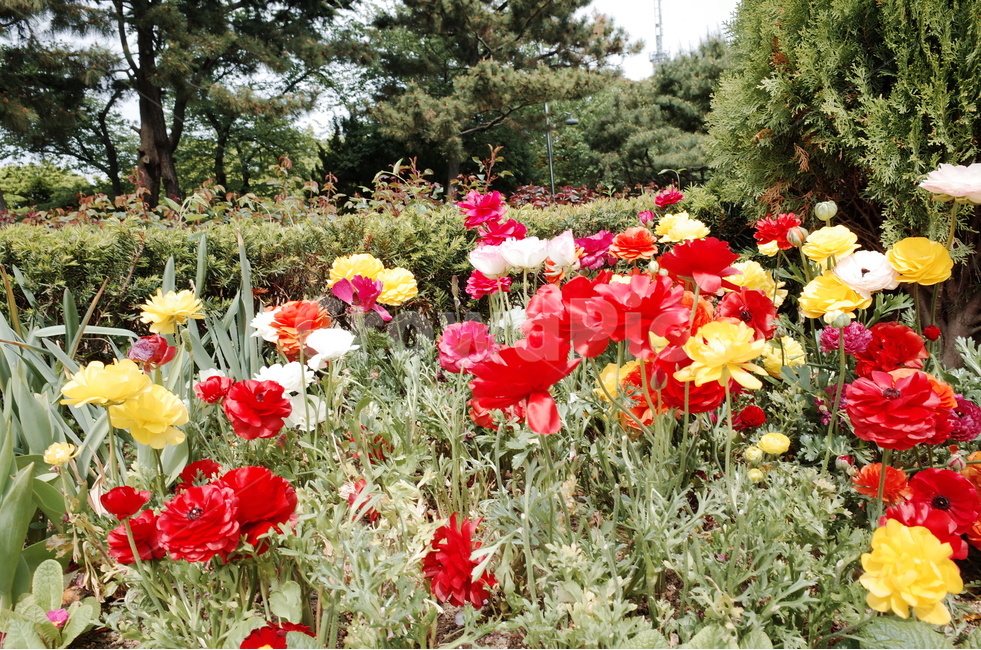 하늘,꽃,풍경,자연,플라워,식물,자연,plants,nature,꽃,flower