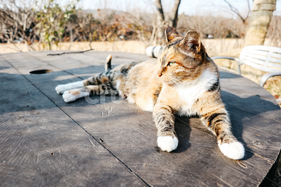 고양이,길고양이,길냥이,cat,냥이,동물,냥냥펀치,동물,animal,포유류,mammal,고양이,cat,kitten,kitty