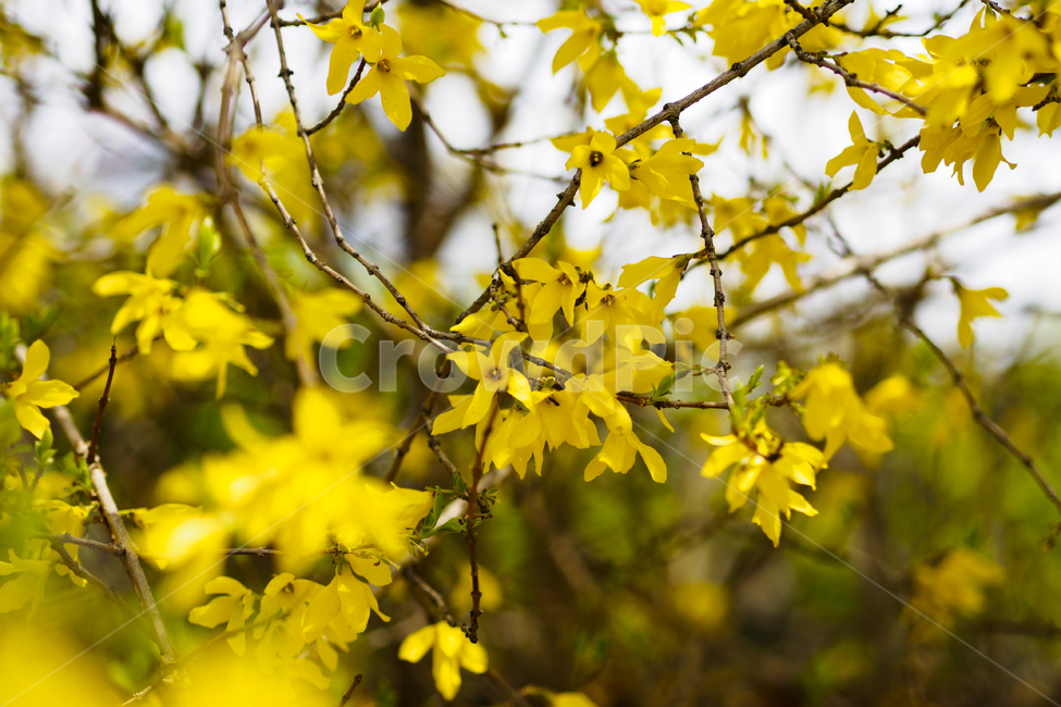 개나리,꽃,노란,풍경,봄,자연,식물,색감,배경,nature,plants,yellow,검정,black,줄기,하늘,아웃포커스,season,계절,flower,spring,background,파란,blue,봄,계절,spring,season,식물,자연,plants,nature,꽃,flower,plant,leaf,잎,tree,나무