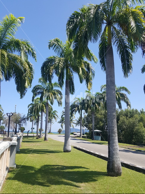 summer,여름,야자수,휴양,동남아,코타키나발루