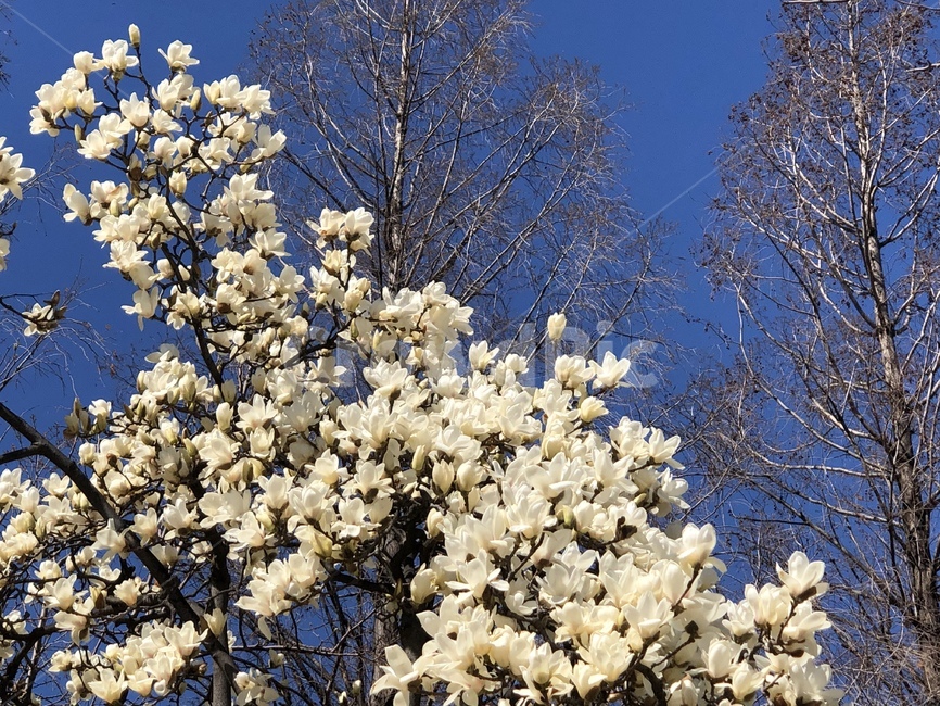 plant,blossom,꽃,봄,flower,목련,하늘