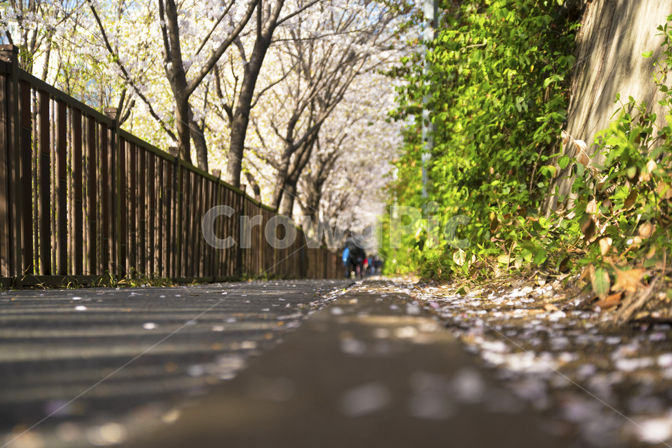 봄,벚꽃,계절,나무,꽃,봄,계절,spring,season,꽃,flower,path,통로,walkway,보도,asphalt,아스팔트
