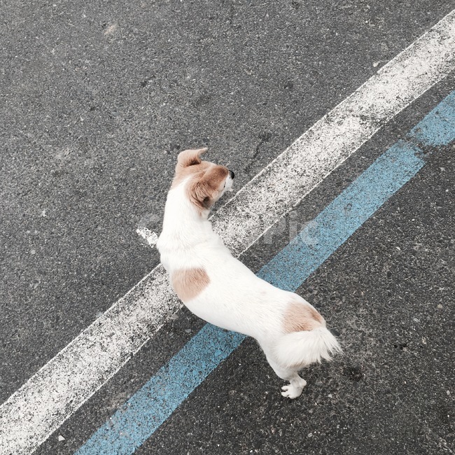 asphalt,아스팔트,강아지,개,dog,동물,animal,포유류,mammal,개,강아지,dog,doggy