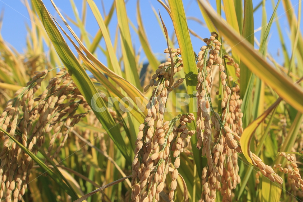 가을,벼,추수,autumn,fall,rice,ricefield,초목,plant,식물,들,곡류,곡식,cereals,농업,농사,agriculture,farming,farming industry
