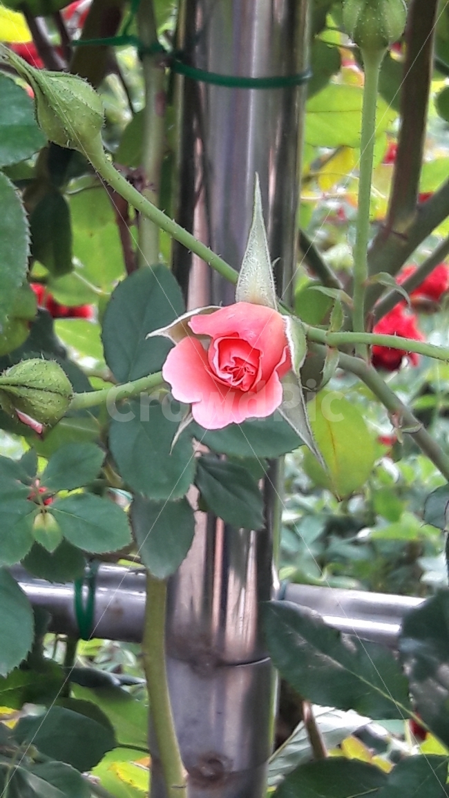 꽃,장미,분홍색,봉우리,가시,식물,자연,plants,nature,꽃,flower