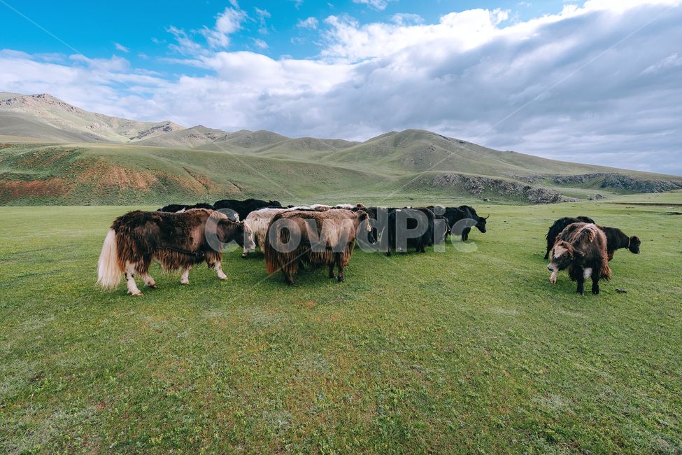 몽골,mongolia,nature,grassland,야크,가축,cow,소,yark,animal,outdoors,목초지,field,들,동물,animal,포유류,mammal