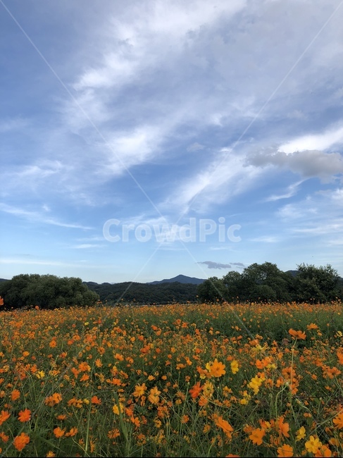 자연,하늘,구름,꽃,꽃밭