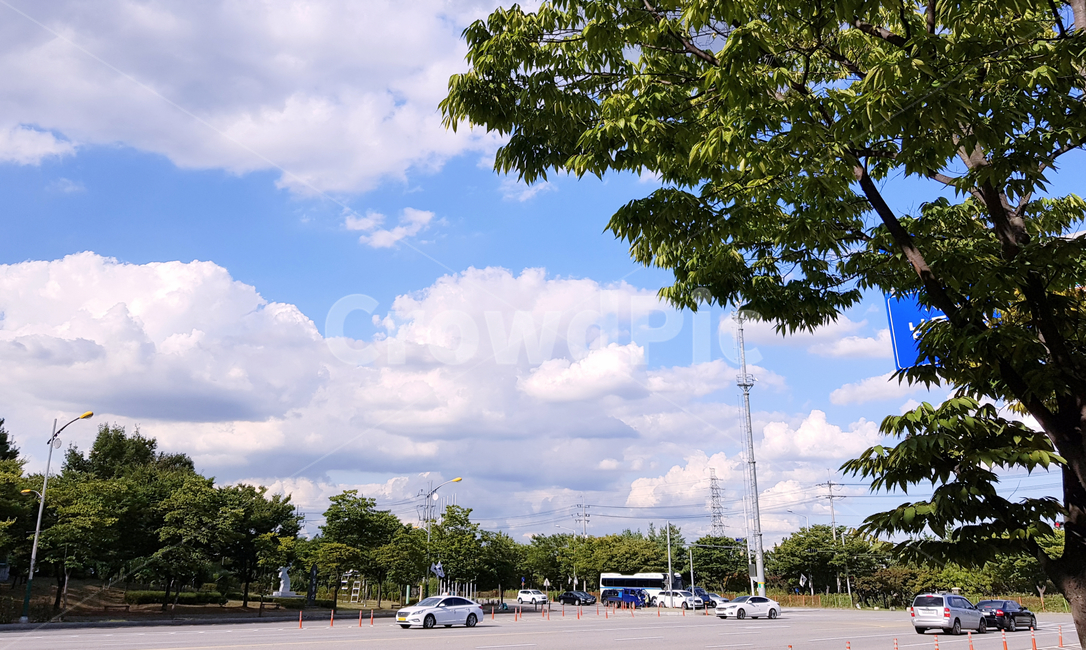 road,도로,tree,나무,plant,식물