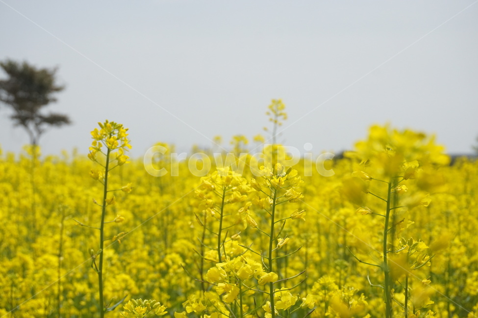 유채꽃,유채꽃밭,봄,자연,꽃,나무,유채,spring,flower,노란꽃,봄,계절,spring,season,식물,자연,plants,nature,꽃,flower,field,들