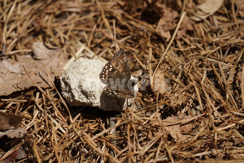 나비,멧팔랑나비,곤충,벌레,insect,봄,spring,4월,April,계절,season,자연,nature,경기도양주시,도락산,돌,돌멩이,butterfly,낙엽,이파리,잎사귀,날개,동물,animal,동물,animal,곤충,벌레,insect,bug