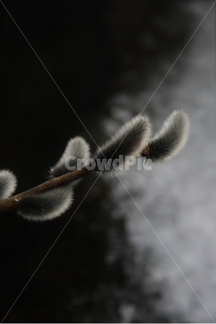 버들강아지,버들개지,갯버들꽃,버드나무과,봄소식,봄전령,전령사,식물,자연,plants,nature