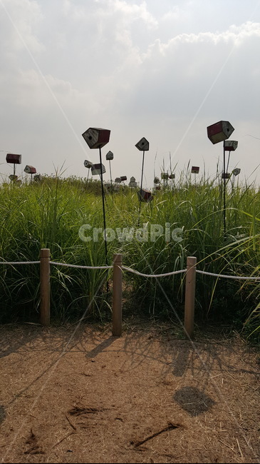 억새,억새풀,자연,풀밭,경치,울타리,하늘,가을,가을하늘,억새꽃,새집,자연,풍경,nature,landscape